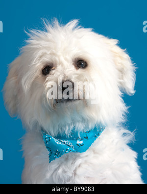 Junge Bichon Frise Welpen tragen Kopftuch auf blauem Hintergrund Stockfoto