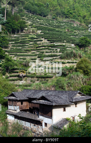 CHINA traditionelle Hakka Haus mit Teeplantagen im Hintergrund in einem Dorf in der Provinz Fujian Foto von Julio Etchart Stockfoto