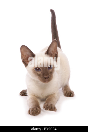 Siam Chocolate point Kätzchen Einzel jungen männlichen-Studio Stockfoto