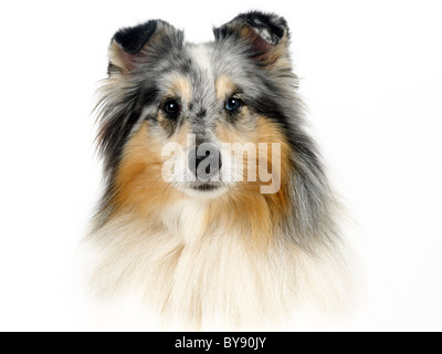 Ein Porträt von einem blue Merle Collie. Stockfoto