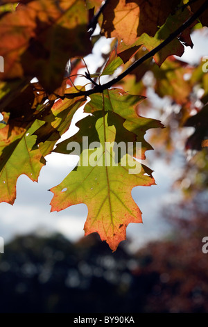 Die Blätter eines Baumes im Herbst Poynton Park Cheshire England Scarlet Oak Stockfoto