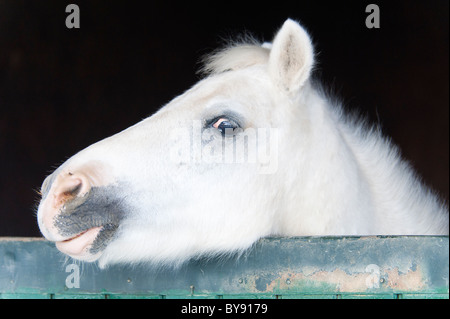 Pferd Stockfoto