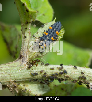 Larve von 7 Punkt Marienkäfer (Coccinella Coccinella Septempunctata) mit Blattläusen, UK Stockfoto