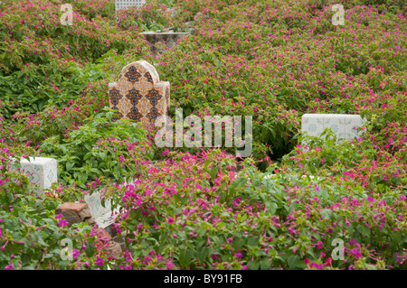 Grabstein von Vegetation und Blumen auf einem muslimischen Friedhof in Tetouan, Marokko abgedeckt Stockfoto