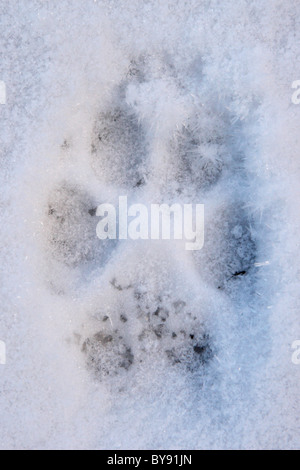 Ein Coyote Track in strukturierten Schnee. Stockfoto