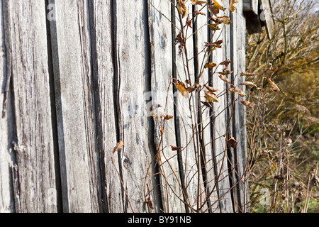 Holzvertäfelungen an einem Schuppen Stockfoto