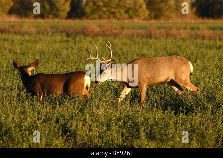 Ein Mule Deer buck Statusüberprüfung Östrus des Weibchens während der Brunft im Herbst. Stockfoto