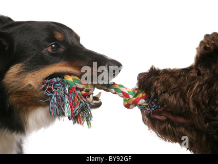 Zwei Hunde spielen Tauziehen männliche Erwachsene Border Collie und weibliche junge Labradoodle Studio Stockfoto