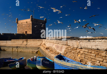 Dicken Schwarm Möwen über blauen Fischerbooten und Sqala du Port unter blauem Himmel in Essaouira Marokko Stockfoto