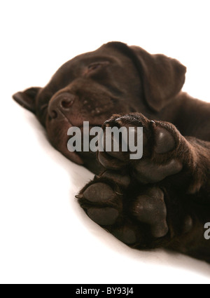 Brauner Labrador Welpen junge Mann schlafen Studio Stockfoto