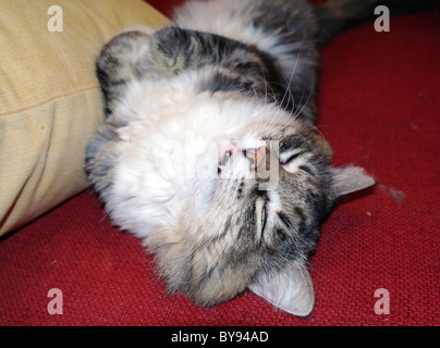 Sibirische Katze auf einem roten Sofa schlafen. Stockfoto