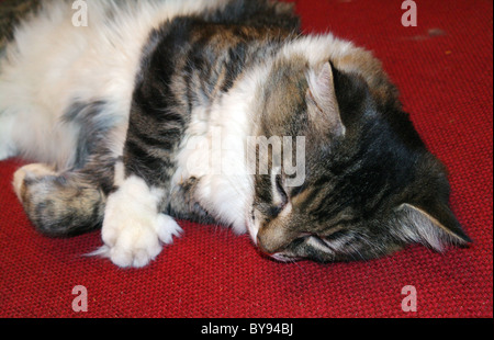 Sibirische Katze auf einem roten Sofa schlafen. Stockfoto