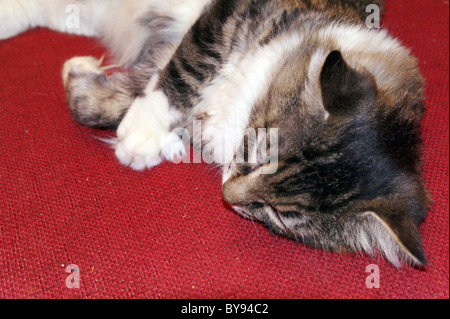 Sibirische Katze auf einem roten Sofa schlafen. Stockfoto