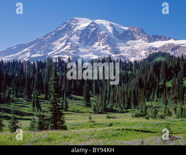 Wildblumenwiese und Koniferen unter Paradies-Halle, Südseite des Mt. Rainier, Mount-Rainier-Nationalpark, Washington, USA Stockfoto