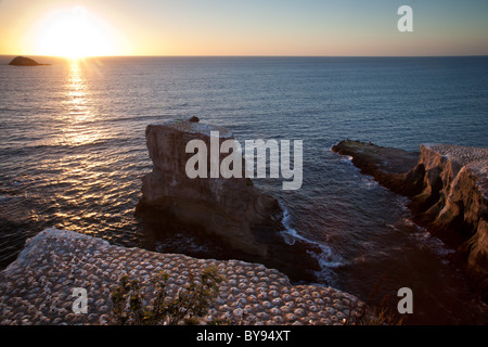 Muriwai Beach, Neuseeland 14 Stockfoto