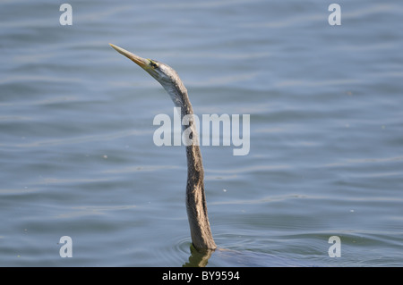 DArter in seinem natürlichen Lebensraum Stockfoto