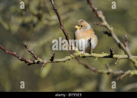 Bergfink (Fringilla Montifringilla) weibliche in einem Baum im Winter - Louvain-La-Neuve - Belgien Stockfoto