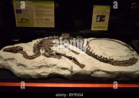 Eine fast vollständige Tenontosaurus Dinosaurierskelett gegossen in Gesteinsmatrix. Museum der Rockies. Bozeman, Montana, USA. Stockfoto