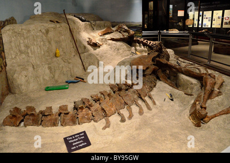 Wankel T. Rex Ausgrabung Display. Museum der Rockies. Bozeman, Montana, USA. Stockfoto
