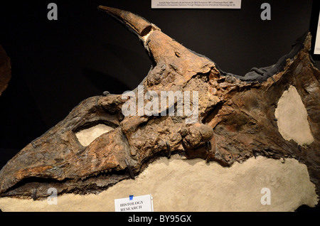 Triceratops fossile Schädel gegossen in Gesteinsmatrix. Stockfoto