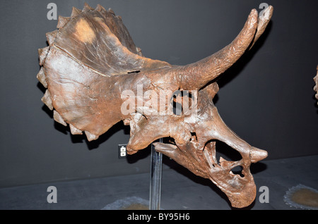 Fossiler Schädel von Triceratops. Museum der Rockies. Bozeman, Montana, USA. Stockfoto