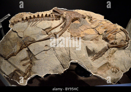 Ein versteinertes Dinosaurier-Thescelosaurus-Skelett in Guss. Stockfoto