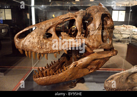 Versteinerten t-Rex-Schädel im Display. Museum der Rockies. Bozeman, Montana, USA. Stockfoto