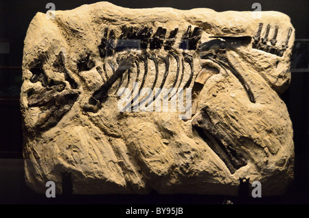 Dinosaurier-Fossil in Stein gegossen. Museum der Rockies, Bozeman, Montana, USA. Stockfoto