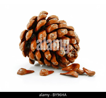 Muttern und Kegel des sibirischen Kiefer, Isolated on White Stockfoto