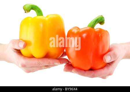 Frauenhand hält zwei Colred Paprika isoliert Stockfoto