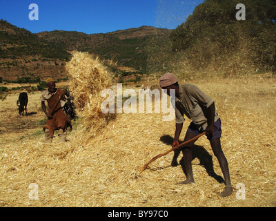 Schälen die Teff Ernte im äthiopischen Hochland. Stockfoto