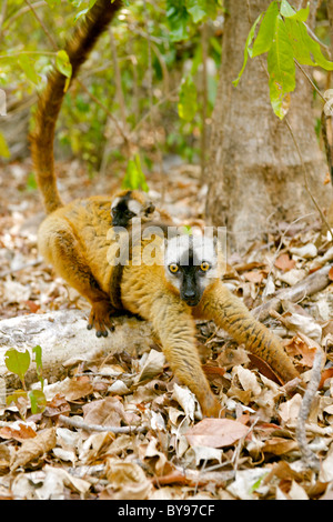 Rot-fronted brauner Lemur (Eulemur Fulvus Rufus) mit Baby auf Nahrungssuche im Tsingy De Bemaraha Nationalpark in Madagaskar. Stockfoto