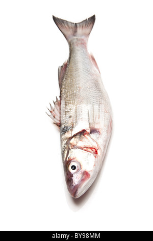 Wolfsbarsch Fisch isoliert auf einem weißen Studio-Hintergrund. Stockfoto