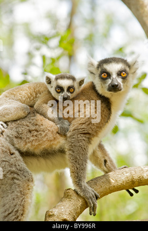 Katta (Lemur Catta) mit einem Baby auf dem Rücken in die private Gemeinschaft von Anja reserve im Süden Madagaskars. Stockfoto