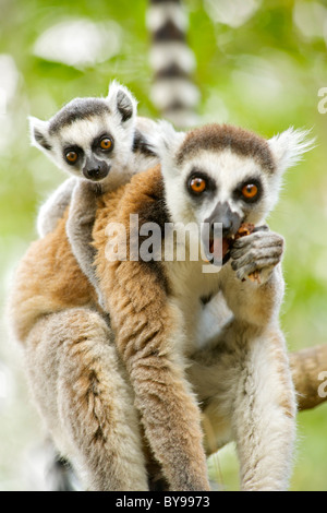 Katta (Lemur Catta) mit einem Baby auf dem Rücken in die private Gemeinschaft von Anja reserve im Süden Madagaskars. Stockfoto