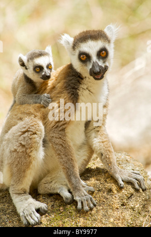 Katta (Lemur Catta) mit einem Baby auf dem Rücken in die private Gemeinschaft von Anja reserve im Süden Madagaskars. Stockfoto