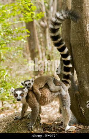 Katta (Lemur Catta) mit einem Baby auf dem Rücken in die private Gemeinschaft von Anja reserve im Süden Madagaskars. Stockfoto