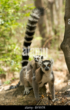 Katta (Lemur Catta) mit einem Baby auf dem Rücken in die private Gemeinschaft von Anja reserve im Süden Madagaskars. Stockfoto