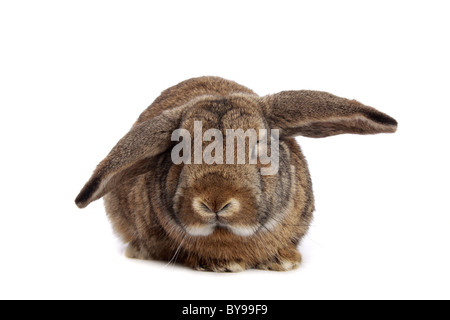 Kaninchen auf weiß Stockfoto