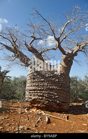 Grand'Mère Affenbrotbaum in See Tsimanampetsotsa Nationalpark, Atsimo-Andrefana SW Madagaskar, die älteste Baobab in der Welt. - über 4000 Jahre alte Stockfoto