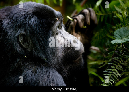 Juvenile Berggorillas, Bwindi NP, Uganda, Ostafrika Stockfoto