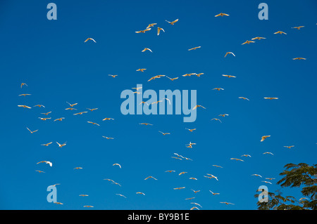 australische Vögel in der tropischen Umgebung, Nordterritorium Stockfoto