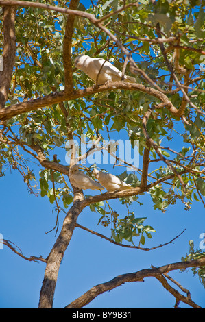 australische Vögel in der tropischen Umgebung, Nordterritorium Stockfoto