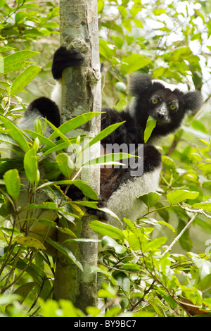 Indri (Indri Indri) Blatt zu essen, während in einem Baum in Andasibe-Mantadia Nationalpark im östlichen Madagaskars hängen. Stockfoto