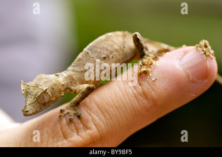 "Satanischen" Blatt-tailed Gecko (Uroplatus Phantasticus) am Finger eines Mannes im östlichen Madagaskar. Stockfoto