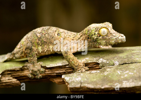 Moosigen Blatt-tailed Gecko (Uroplatus Sikorea) auf ein Stück Rinde im östlichen Madagaskar. Stockfoto