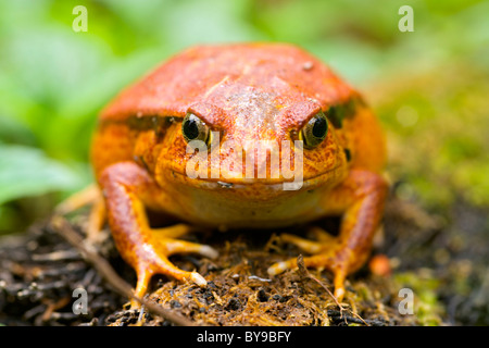 Tomatenfrosch (Dyscophus Antongilii) im östlichen Madagaskar. Stockfoto