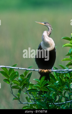 Anhinga Anhinga Anhinga, Everglades, Florida Stockfoto