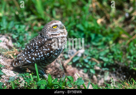 Kanincheneule, Athene Cunicularia, Florida Stockfoto