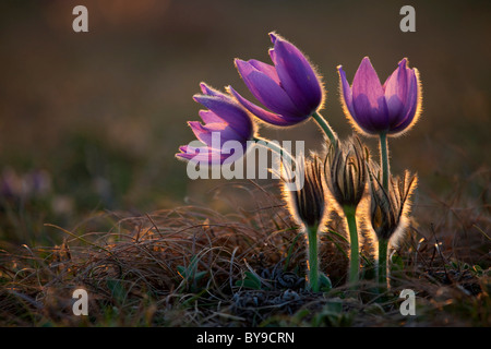 Gemeinsamen Kuhschelle (Pulsatilla Vulgaris), drei Blumen bei Gegenlicht, Nationalpark Nationalpark Neusiedlersee, Burgenland Stockfoto